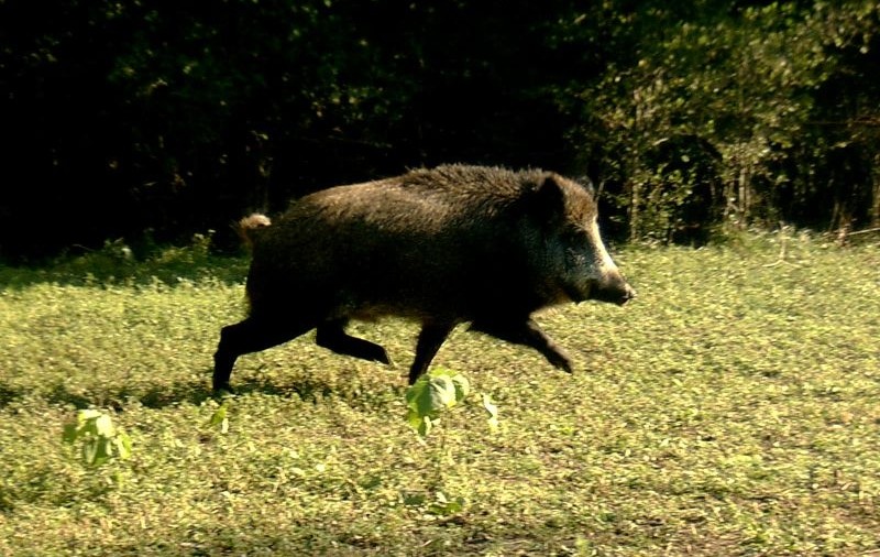Porc mistreţ radioactiv identificat în județul Suceava