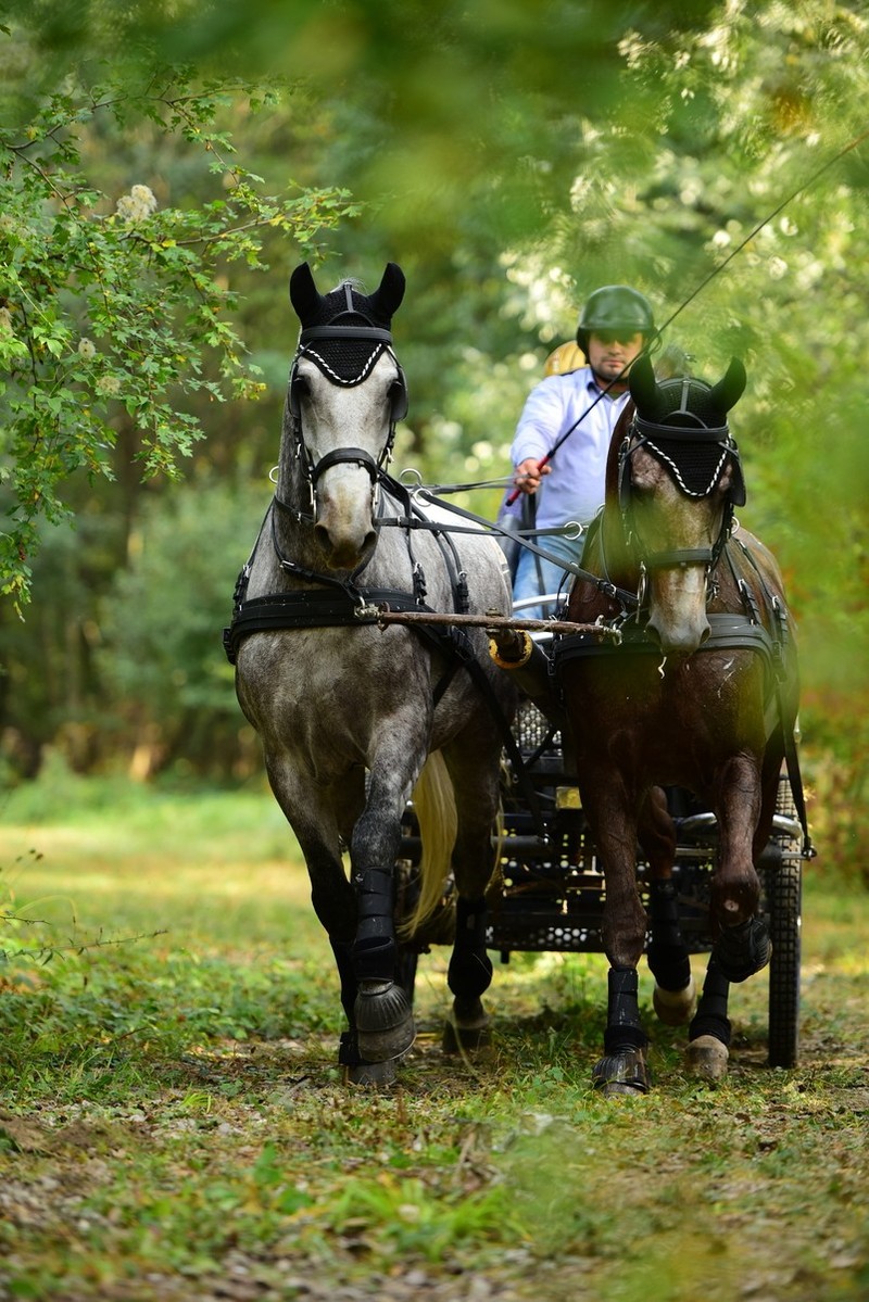Karpatia Horse Show. Sursa foto: Karpatia Horse Show