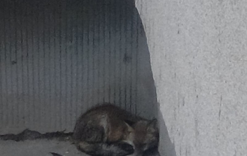 Vulpe rătăcită pe străzile din Constanța. Animalul sălbatic ar putea fi turbat, însă nu a fost capturat