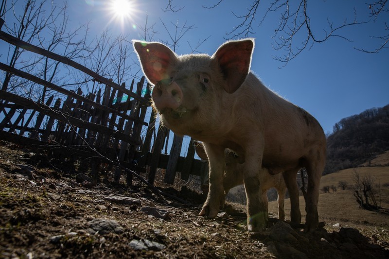 Un porc aleargă pe câmp