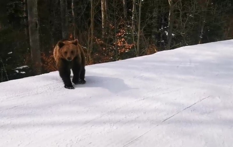 Imagini dramatice pe pârtia din Predeal. Un schior a fost fugărit de un urs, după ce a încercat timp de mai multe minute să-l alunge