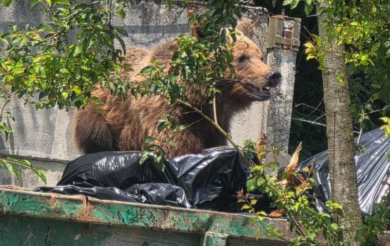 Un urs intrat în curtea unui spital din Brașov a fost împușcat, după ce nu a reacționat la semnalele acustice ale jandarmilor