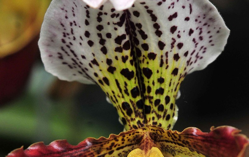 ORHIDEELE sunt PERVERSE. CUM SUNT PĂCĂLITE INSECTELE ca să le EJACULEZE pe petale? FOTO