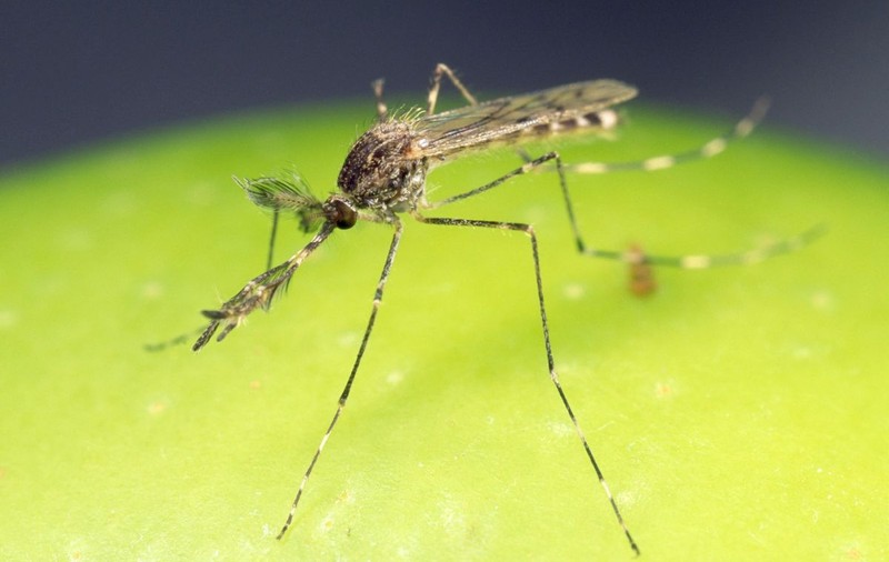 Malaria a fost eradicată din Egipt, după 100 de ani. OMS: „Boala care i-a chinuit pe faraoni aparţine acum istoriei ţării”