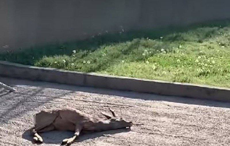 Căprior mort la Grădina Zoo din Craiova: a mâncat resturile aruncate de oameni