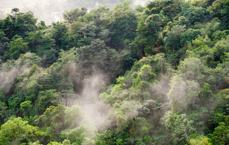 Descoperiri misterioase în Amazon: oraș antic uriaș și creaturi bizare