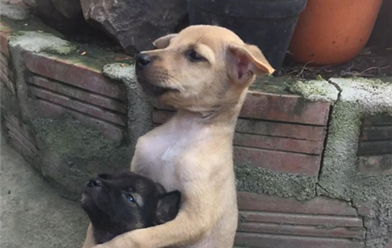 Imaginea zilei! Doi cățeluși abandonați se îmbrățișează încontinuu după ce au fost salvați | FOTO
