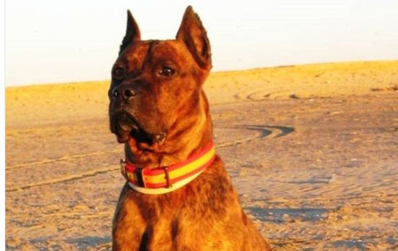 Un hoț român ar fi fost mușcat de un câine. Știrea care a făcut vâlvă în Spania