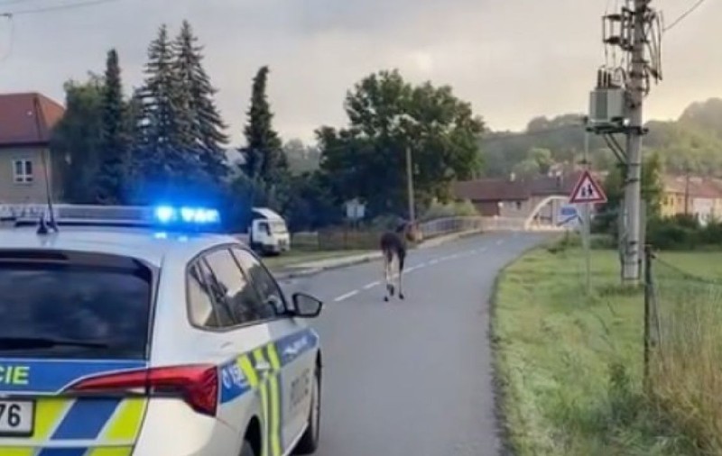 Lukáš, un alt elan care face furori, observat în Cehia. Epopeea lui Emil prin Austria tocmai se terminase