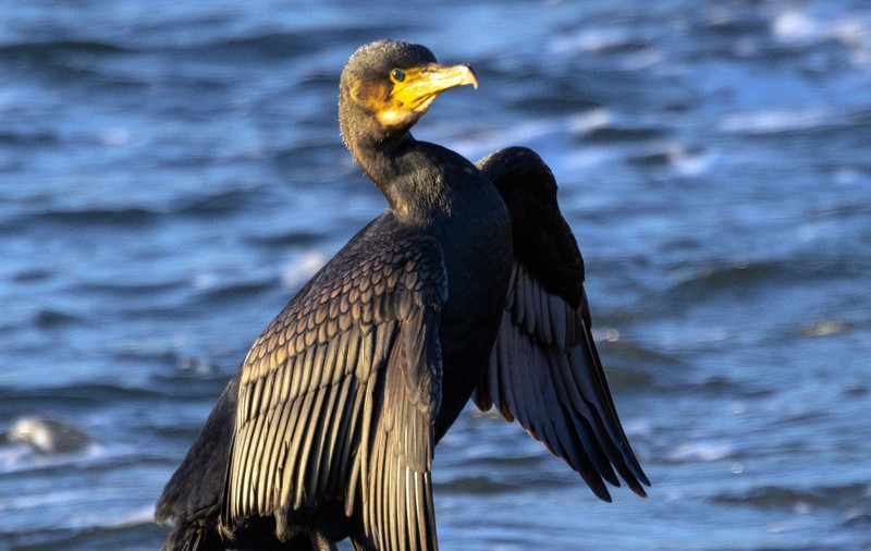 Cormoranii s-au înmulțit excesiv și consumă de opt ori mai mult pește decât produce piscicultura românească