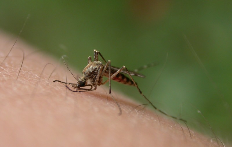 Ţânţari purtători de virus West Nile, depistaţi în Bucureşti. Primăria Capitalei anunţă intensificarea tratamentelor