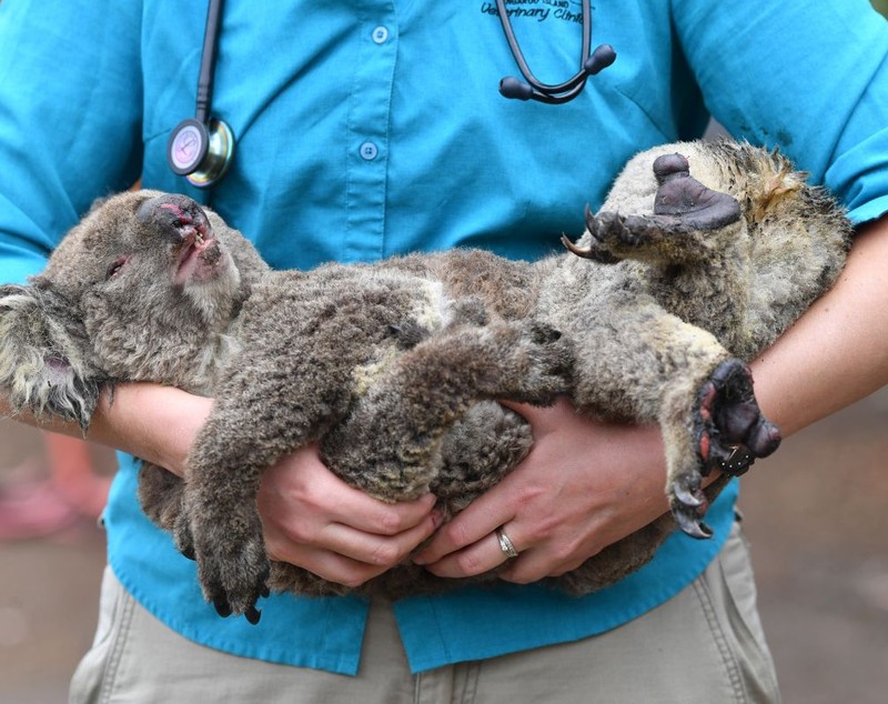Săptămâna în imagini | Durerea ursulețului Koala și a milioanelor de animale prinse în infernul incendiilor din Australia