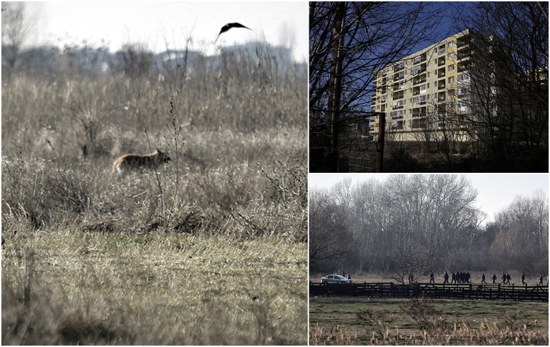 REPORTAJ. Giulești-Sârbi, cartierul de lângă Lacul Morii în care oamenii sunt atacați de câini. Vecinii femeii care a murit sfâșiată: „În timp ce ai mei sunau la 112, cei de la ASPA îmi ziceau să revin luni”