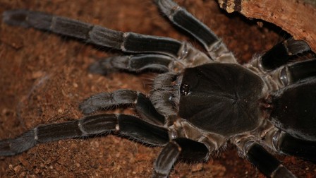 Hysterocrates - Gigantul Păianjen Babuin