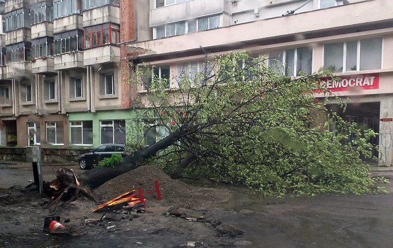 Emoții la PSD Suceava. Un copac prăbușit era să le distrugă sediul!