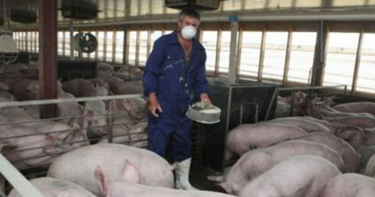 Bulgaria a ridicat 101 kilometri din gardul de la graniţa cu România. Un proprietar de porci poartă mască de protecție, aflându-se într-o fermă cu asemenea animale