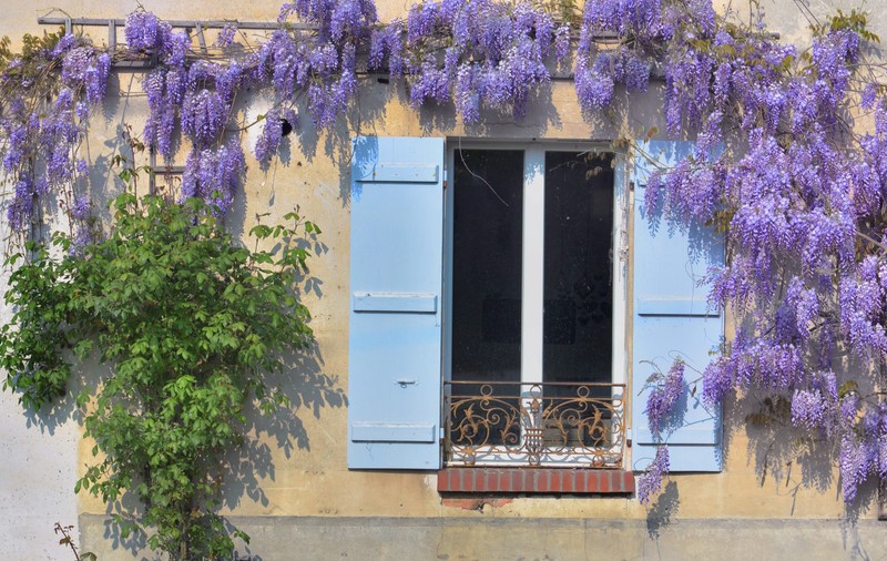 Ce plante căţărătoare poţi creşte în grădina ta