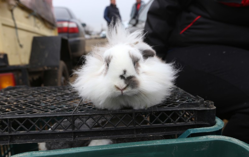 Pui de ”iepure cap de leu”! ”Leuţul” costă 30 de lei