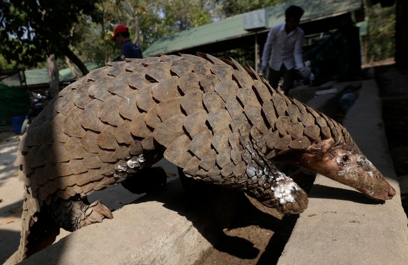 Animal pe cale de dispariție, pangolinul este cel mai trafic mamifer din lume