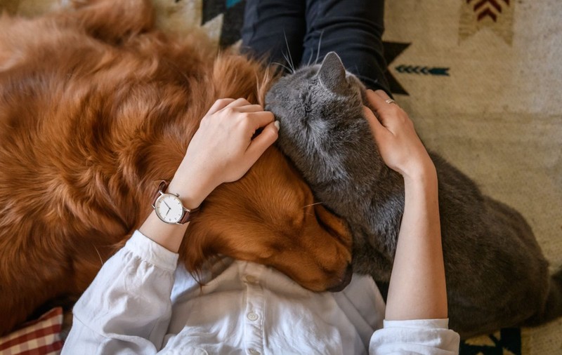 Pot animalele de companie să transmită COVID oamenilor? Președintele Colegiului Medicilor Veterinari, Viorel Andronie, în direct la Adriana Nedelea LA FIX