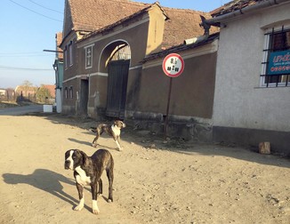 Câini liberi prin sat fără lesă și fără botniță