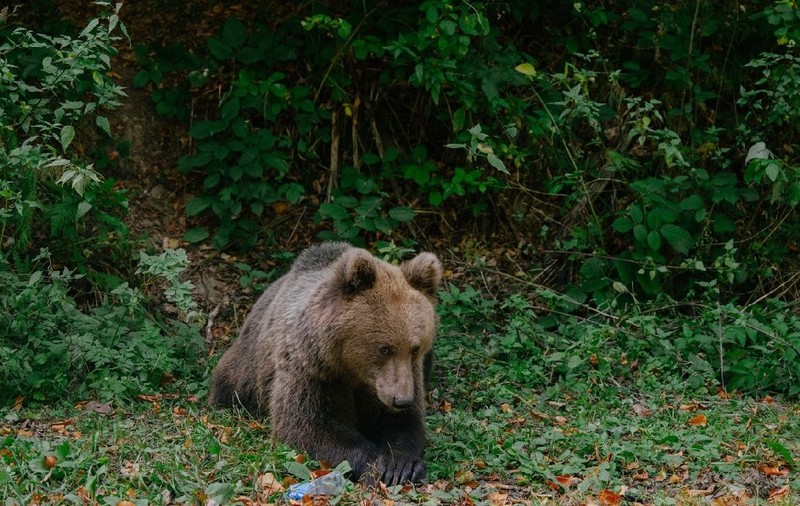 Cioban mușcat de picior de un urs în Argeș, când își apăra turma de oi