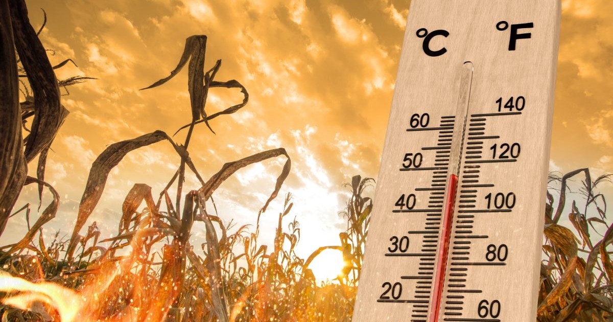 Imagine creativă cu un termometru care indică aproape 50 de grade Celsius, pe fundal un lan de porumb, cu un cer roșu, și flăcări care indică un val de căldură și caniculă