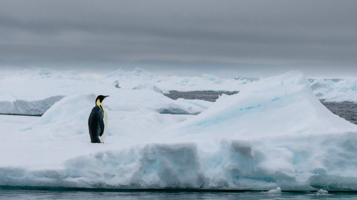 Un pinguin stă singur pe o bucată de gheață în Antarctica