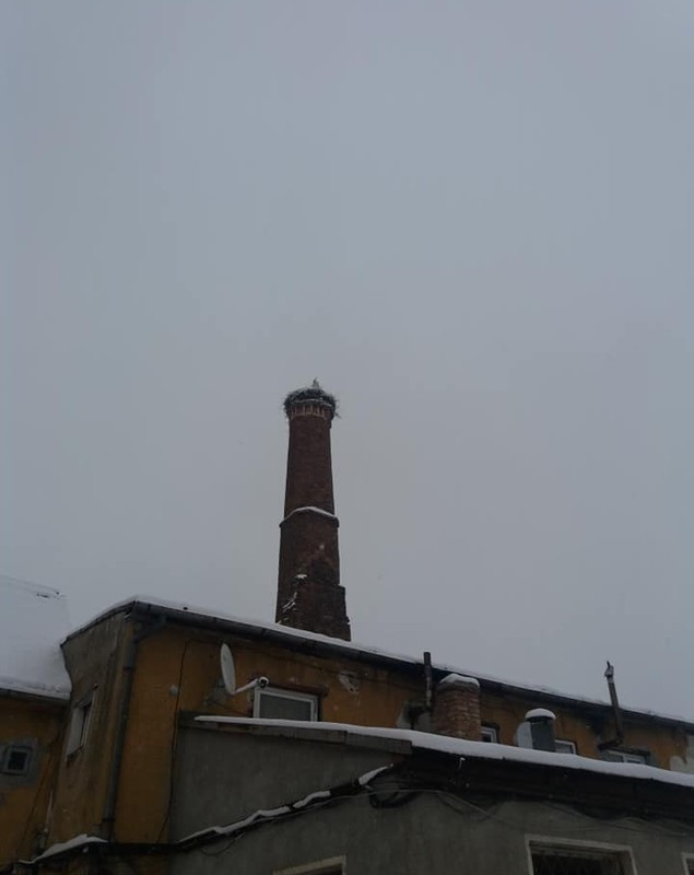 Barză prinsă de frig în Codlea. A fost nevoie de intervenția alpiniștilor pentru a fi salvată