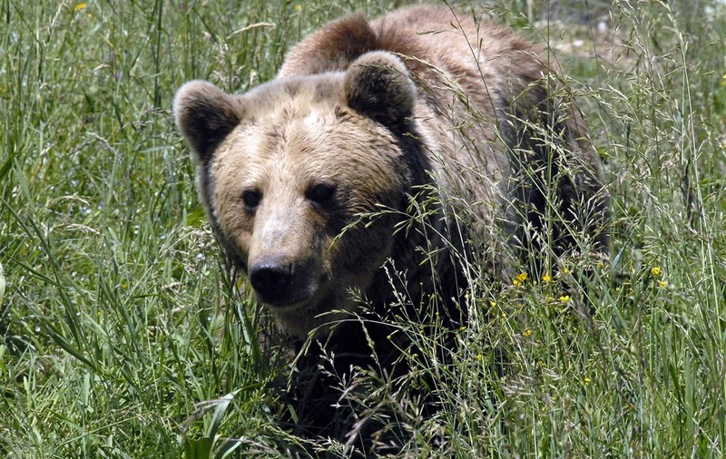 Bărbat atacat de urs la Sovata. Victima, transportată la spital