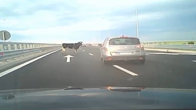 Patru vaci au căzut dintr-un camion pe autostrada A7. Șoferii speriați au sunat la 112