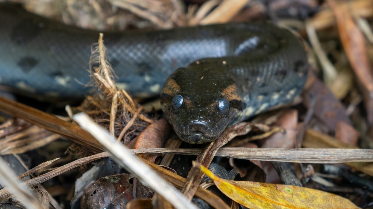 Un șarpe anaconda poate ajunge la lungimi de până la nouă metri și la o greutate de aproximativ 200 de kilograme. Foto: Profimedia