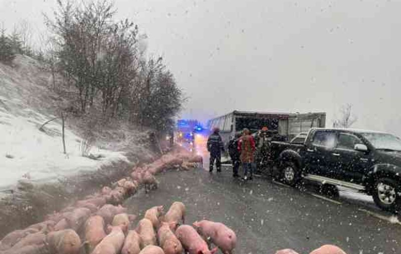 Camion cu 600 de porci, răsturnat în judeţul Bistriţa-Năsăud. Șoferul rănit a fost transportat la spital
