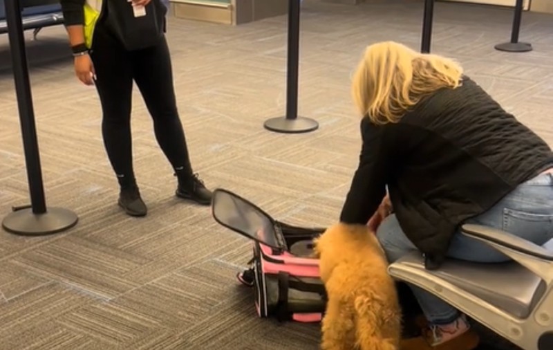 O femeie a stârnit o ceartă pe aeroport când își îndesa câinele într-o geantă prea mică pentru el | VIDEO