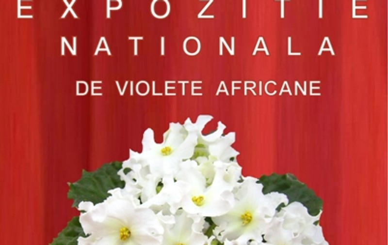 Expoziţie de violete africane la Muzeul Naţional de Geologie
