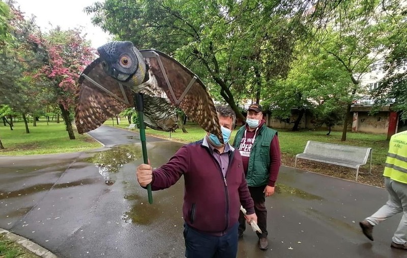 Bufniţe false agăţate în copaci, metoda găsită de Primăria Arad pentru a scăpa de ciorile din oraș