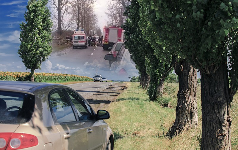 CNAIR a cerut voie să taie plopii bătrâni de pe marginea unei șosele, a primit „undă verde”, dar n-a mai făcut nimic: un copac s-a prăbușit ulterior și a ucis un om. Cum se apără compania