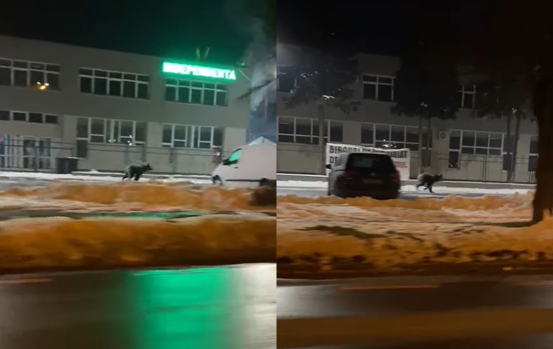 Un urs a fost filmat în timp ce alerga pe străzile din Sibiu. A fost emis mesaj Ro-Alert, iar animalul este căutat de autorități | VIDEO