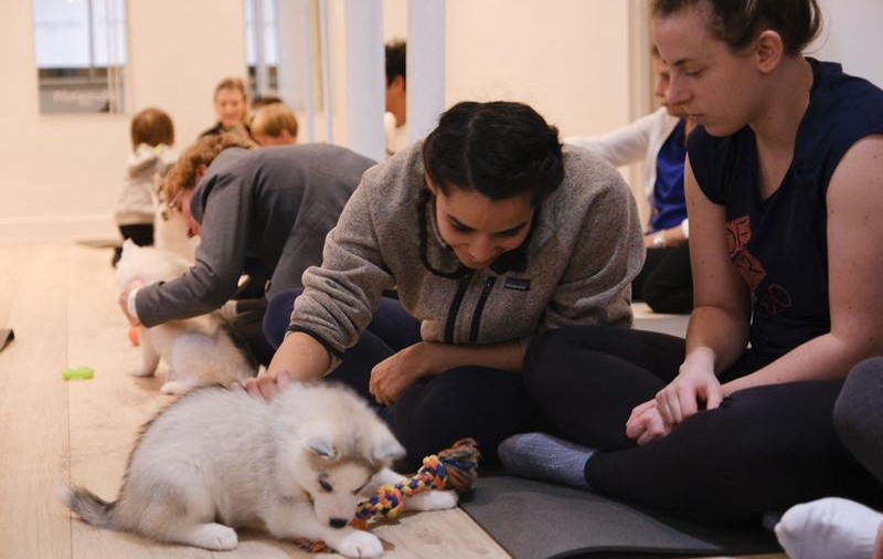Ce este „Puppy yoga” și de ce practica a fost interzisă în Italia