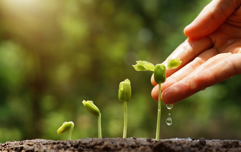 Curiozități despre plante - lucruri interesante despre calitățile plantelor