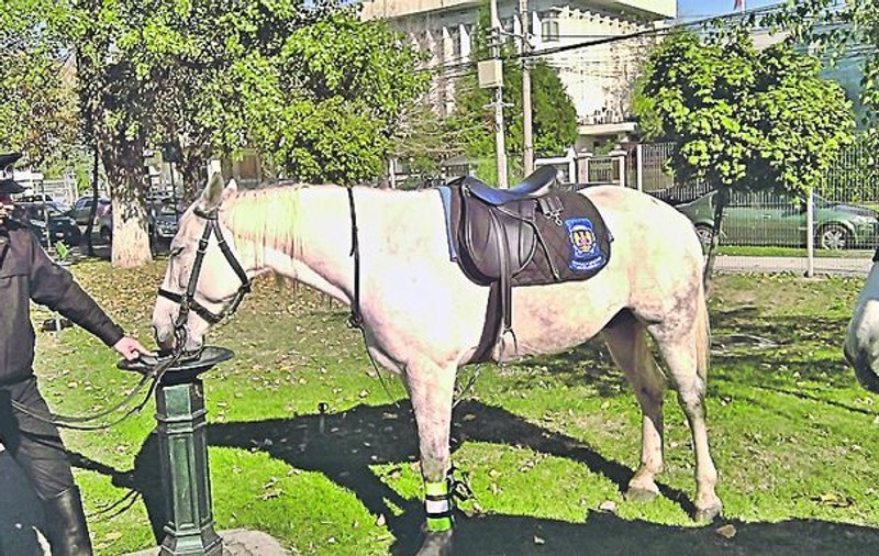 Caii patrulei de poliţie, sfâşiaţi de un câine