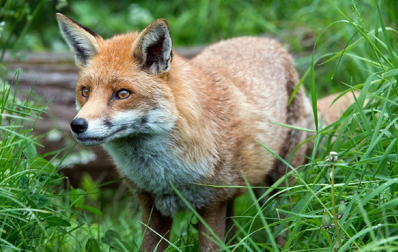 SMS de alertă extremă din cauza animalelor turbate într-o localitate din Satu Mare. Oamenii au primit mesaje RO-Alert