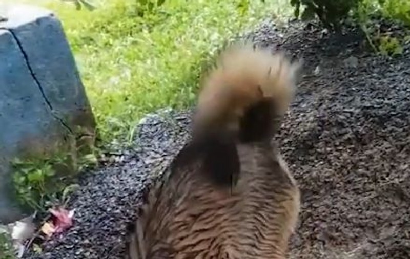 O mamă eroină: Imagini emoționante cu un câine care sapă disperat pentru a-și salva puii de la înec | VIDEO VIRAL