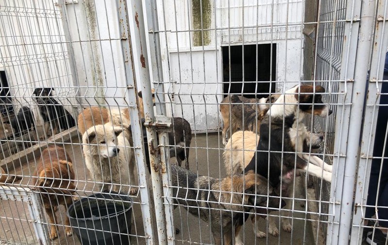 Primăria Năvodari, despre acuzațiile privind sterilizările fără anestezie de la adăpostul public: „E singurul veterinar care a vrut să lucreze cu noi!”