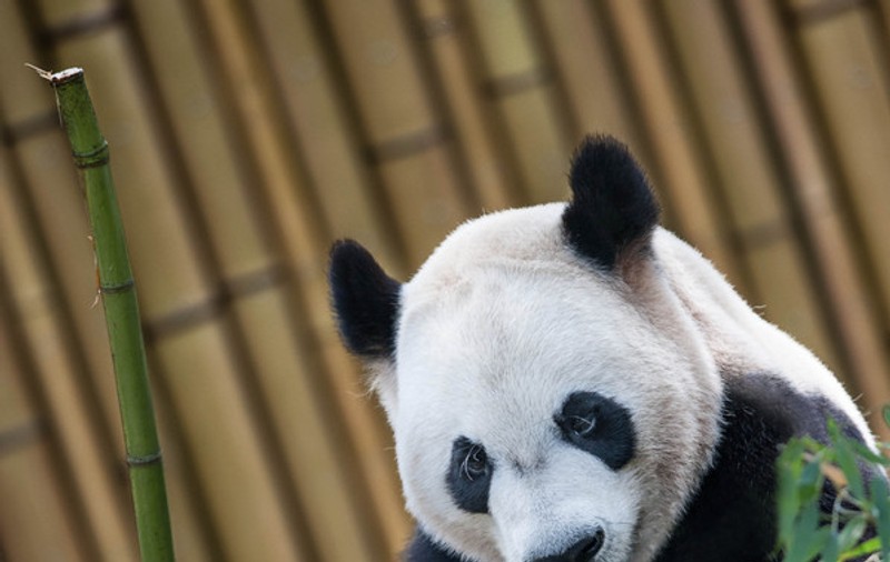 Urşii panda au TELEVIZIUNEA LOR | IMAGINI INEDITE