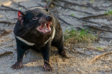 Animale care mănâncă mult - Diavolul Tasmanian