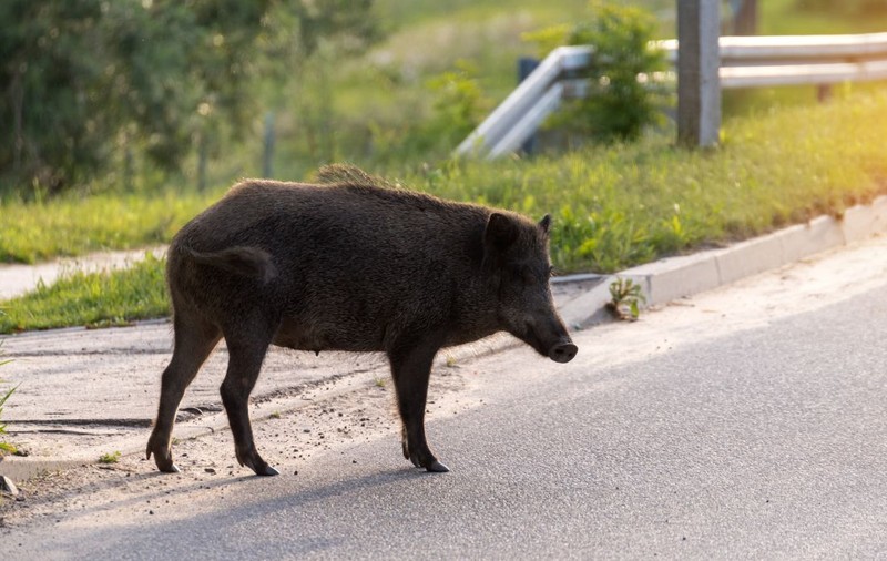 Alertă extremă în Pipera. Un porc mistreț se plimbă pe strada Erou Iancu Nicolae. ISU B-IF a emis un mesaj RO-ALERT: „Evitați zona, rămâneți în locuințe!”