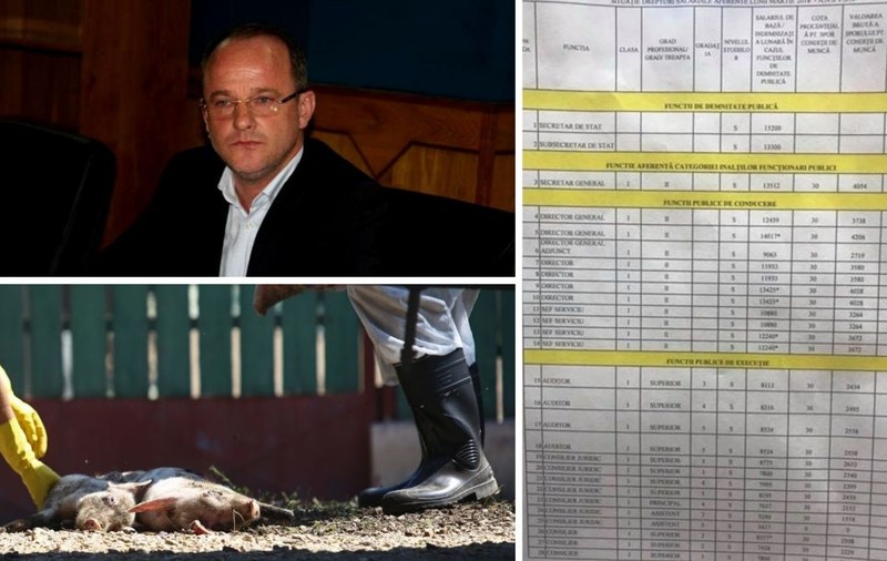 Salarii și de 4.000 de euro pe lună! Bugetarii care aveau ca scop stoparea pestei porcine câștigă de 10 ori mai bine decât un profesor