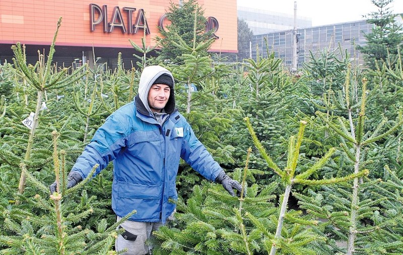 Iei bradul acum şi-l poţi plăti până la Paşte