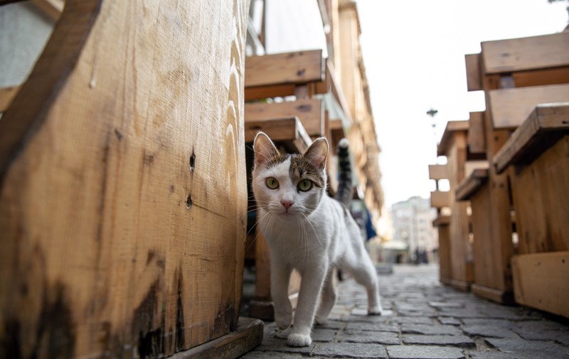 Ele sunt mascotele din Centrul Vechi al Capitalei. Sunt grase, prietenoase și trag de turiști!